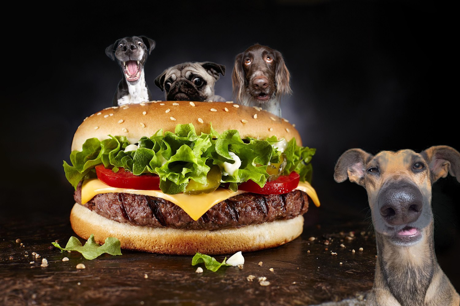 hamburger with DOG