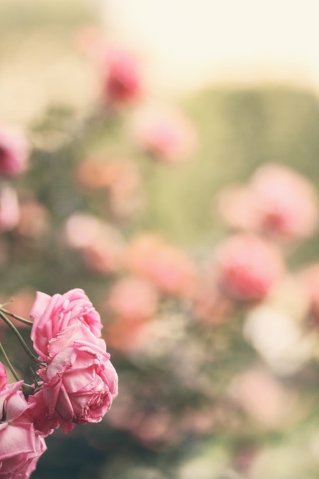 Kỹ thuật chụp ảnh Bokeh (Phần 2): 6 Tips chụp hiệu ứng xoá phông cực ảo diệu