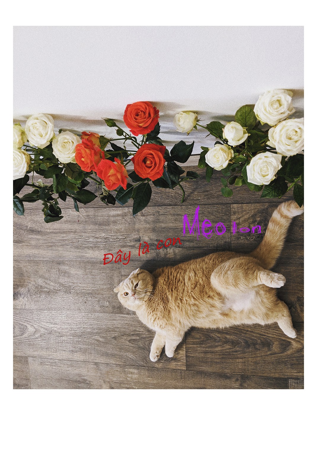 Bài tập giữa kì