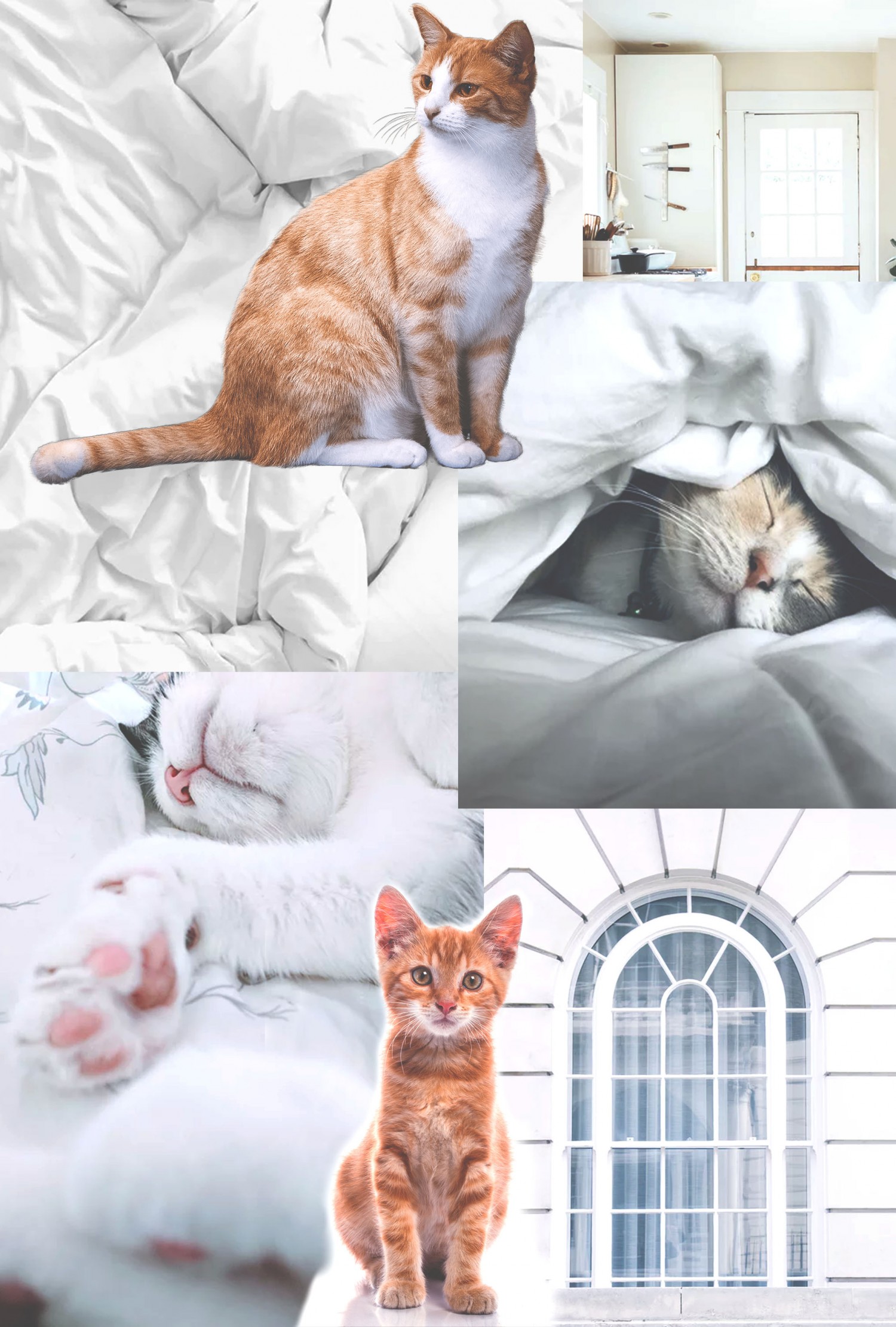 Collage  Art - CAT