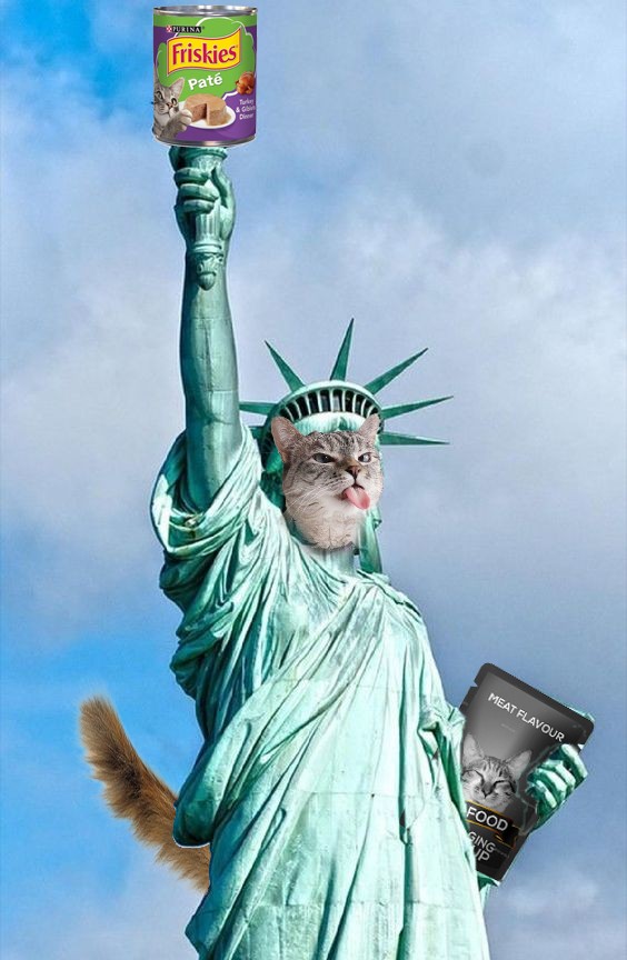 Cat :)))