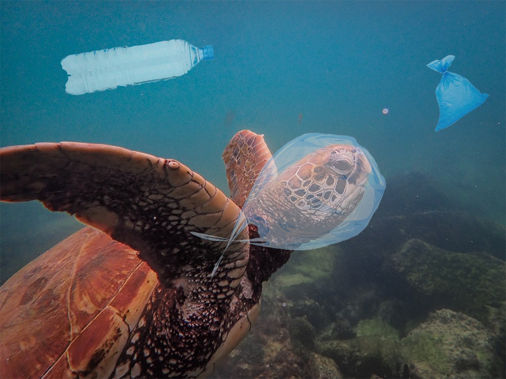 Plastic and Turtle 