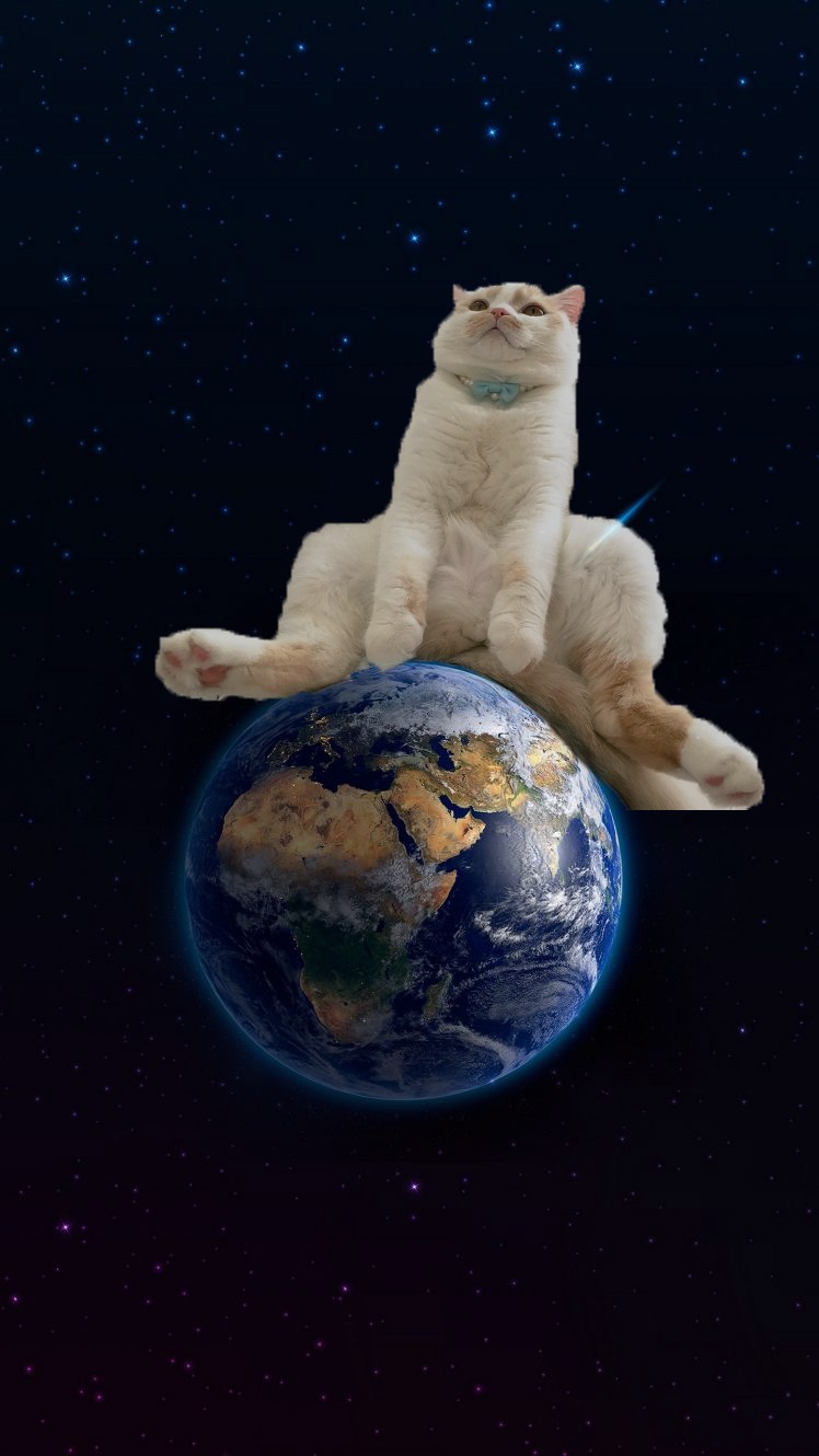 mèo hiphop