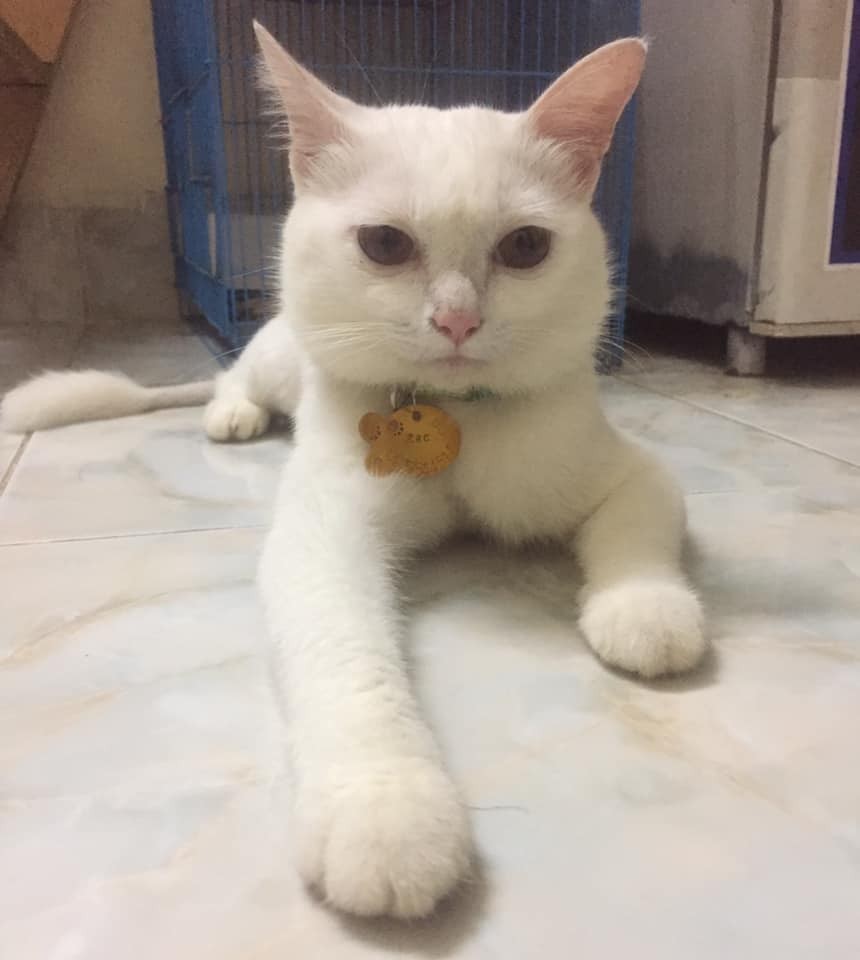 Thí chủ có link chưa?