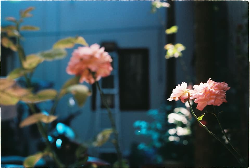 Cẩm nang chụp Film: review Fuji C200 - khởi đầu đáng nhớ của mọi Filmer