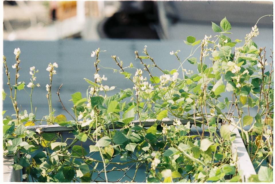 Cẩm nang chụp Film: review Fuji C200 - khởi đầu đáng nhớ của mọi Filmer