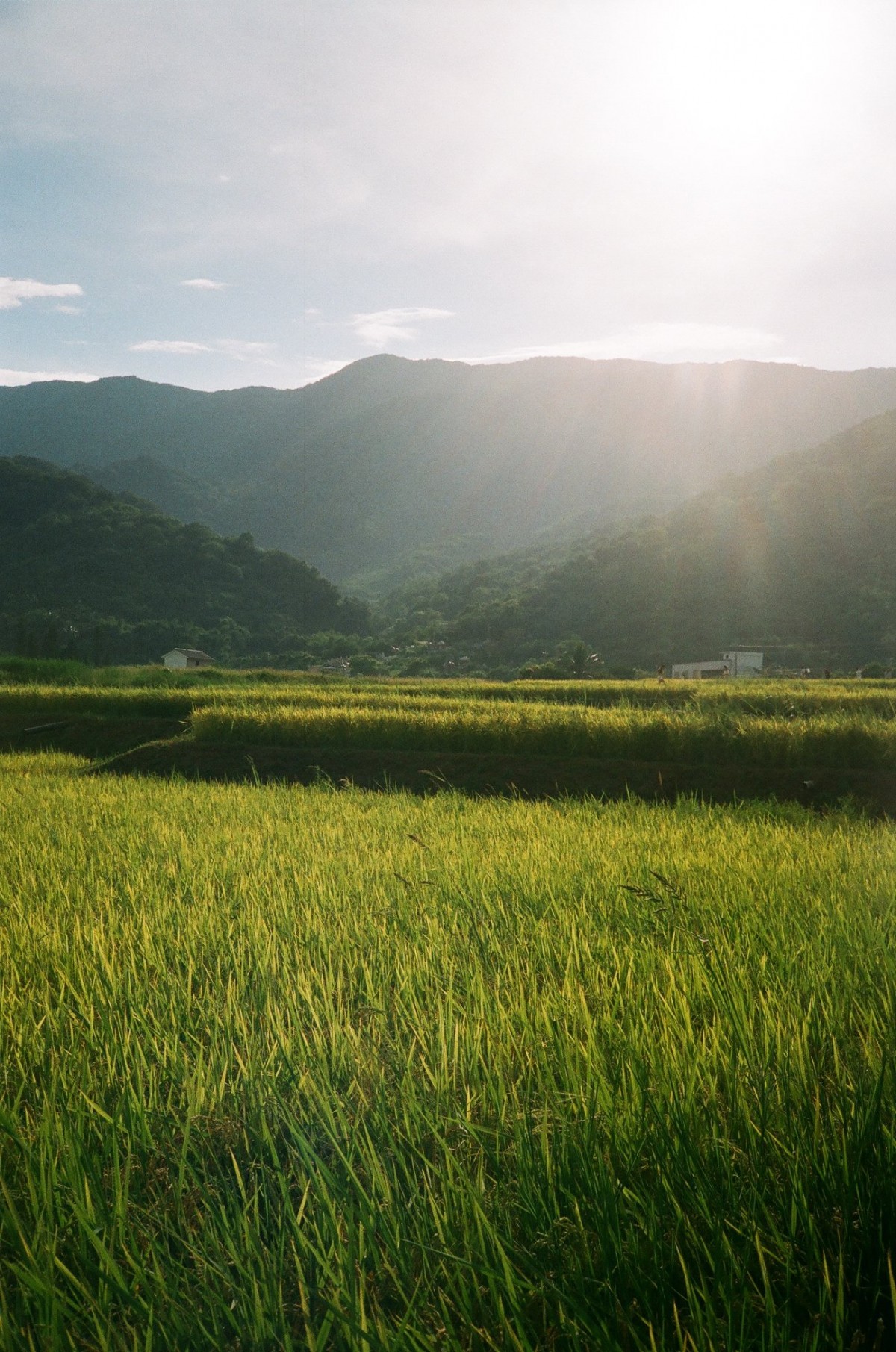 Cẩm nang chụp Film: review Fuji C200 - khởi đầu đáng nhớ của mọi Filmer