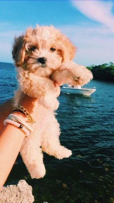 Bài tập Cuối Khóa_Nguyễn Phương Anh
