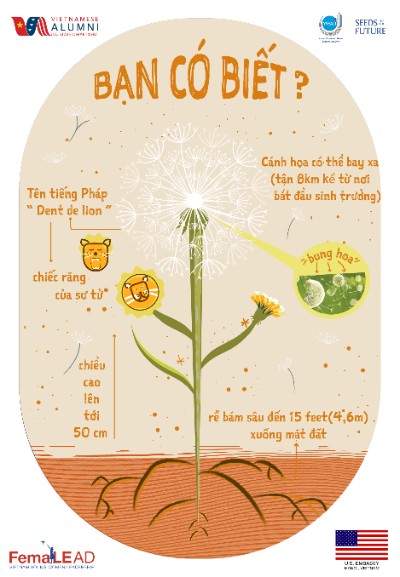 Some fact abt dandelion