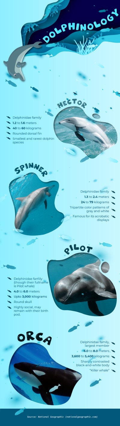 Infographic - Bài tập cuối kỳ