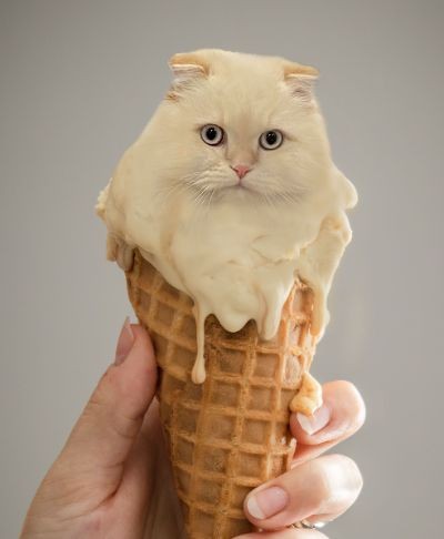 Vanilla Ice Meow