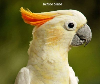 parrot