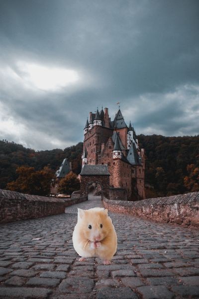 Princess Hamster