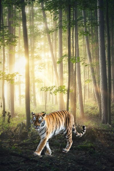 The tiger is in the forest