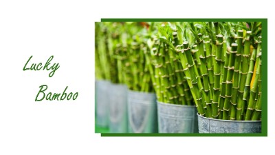 BTVN 4 - Bamboo Layout